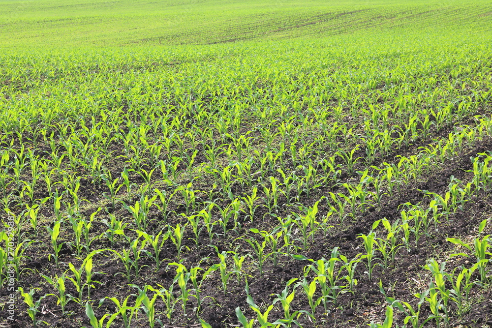 Young green corn seedlings in spring on agricultural field