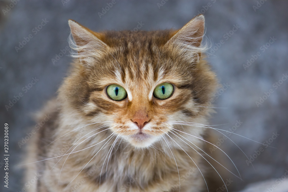 Portrait of a three-colored cat with green eyes