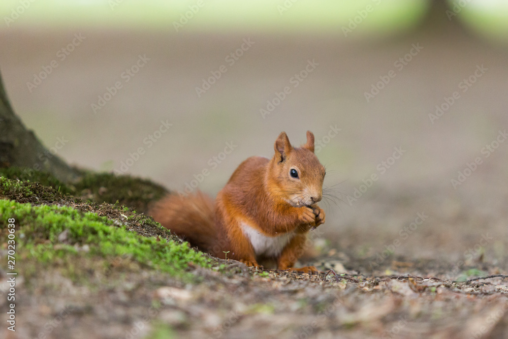 Red squirrel - (Sciurus vulgaris)