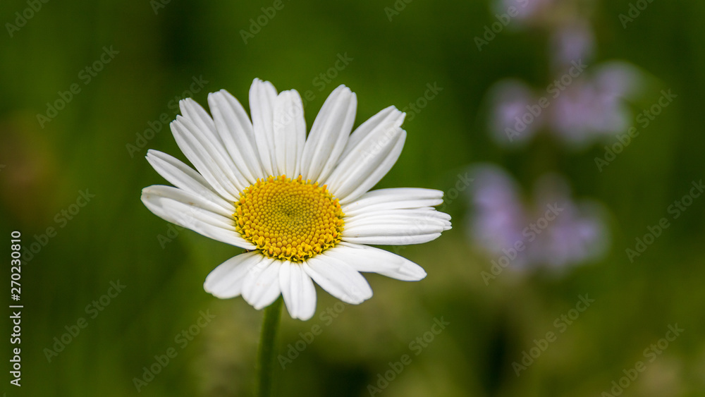 Margaritte Margaritte