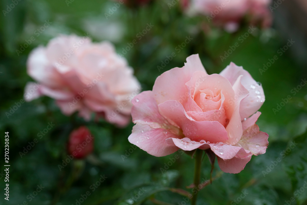 Pink roses after the rain. Pink roses after the rain.