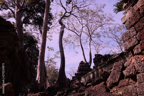 Tableau sur toile Huge ficus trees grow among the ancient Khmer ruins
