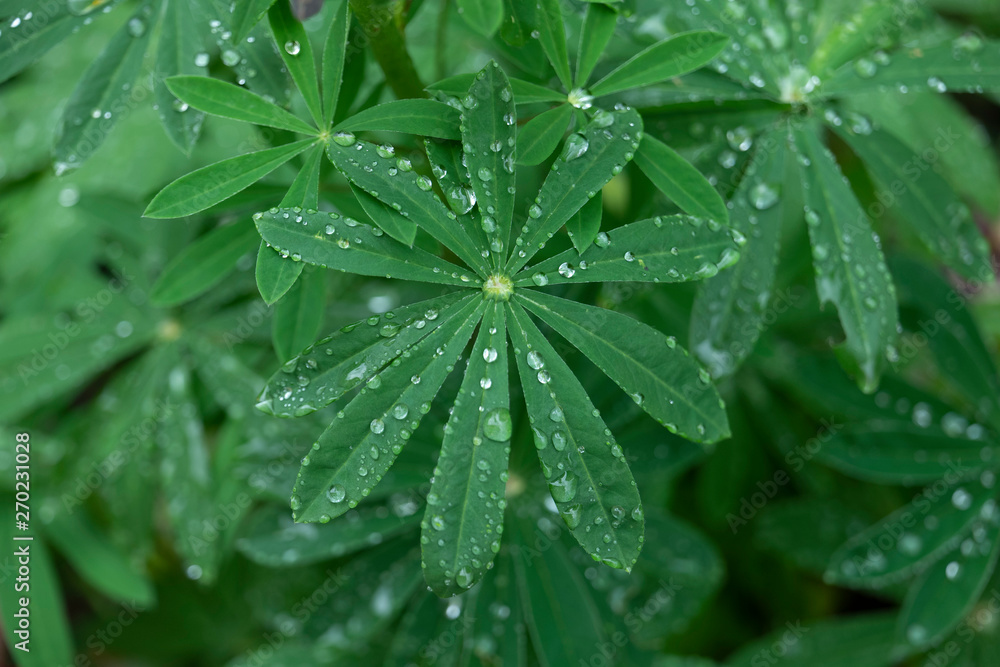 Leaves with raindrops. Leaves with raindrops.