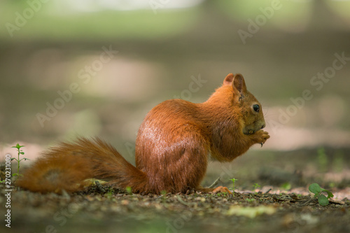 Red squirrel - (Sciurus vulgaris) © szczepank