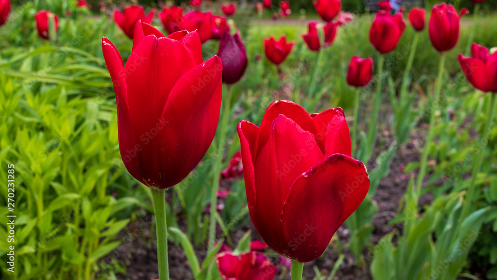 Tulpe rot Tulpe rot