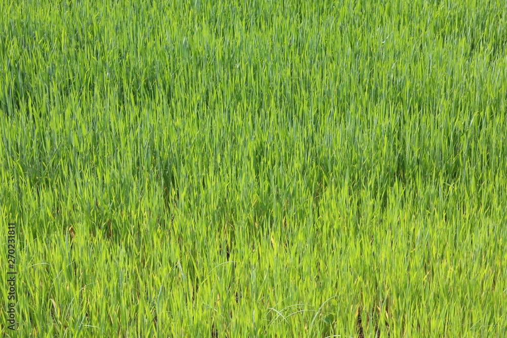 Natural green background with juicy spring green grass Natural green background with juicy spring green grass