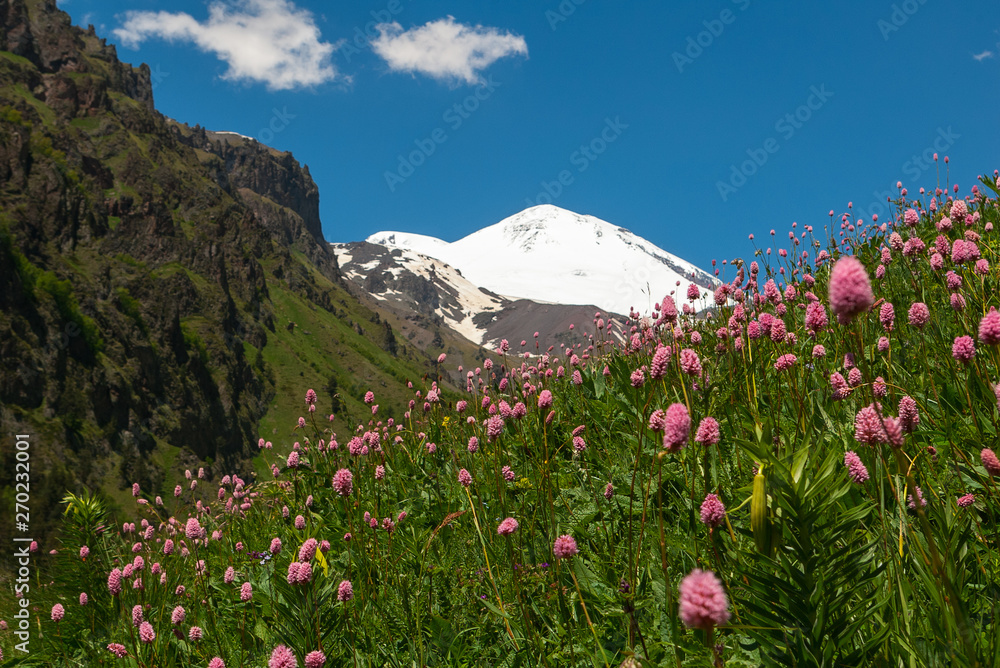 Landscape with meadow of pink flowers in foreground and Mount Elbrus in background. View of Mount Elbrus from south