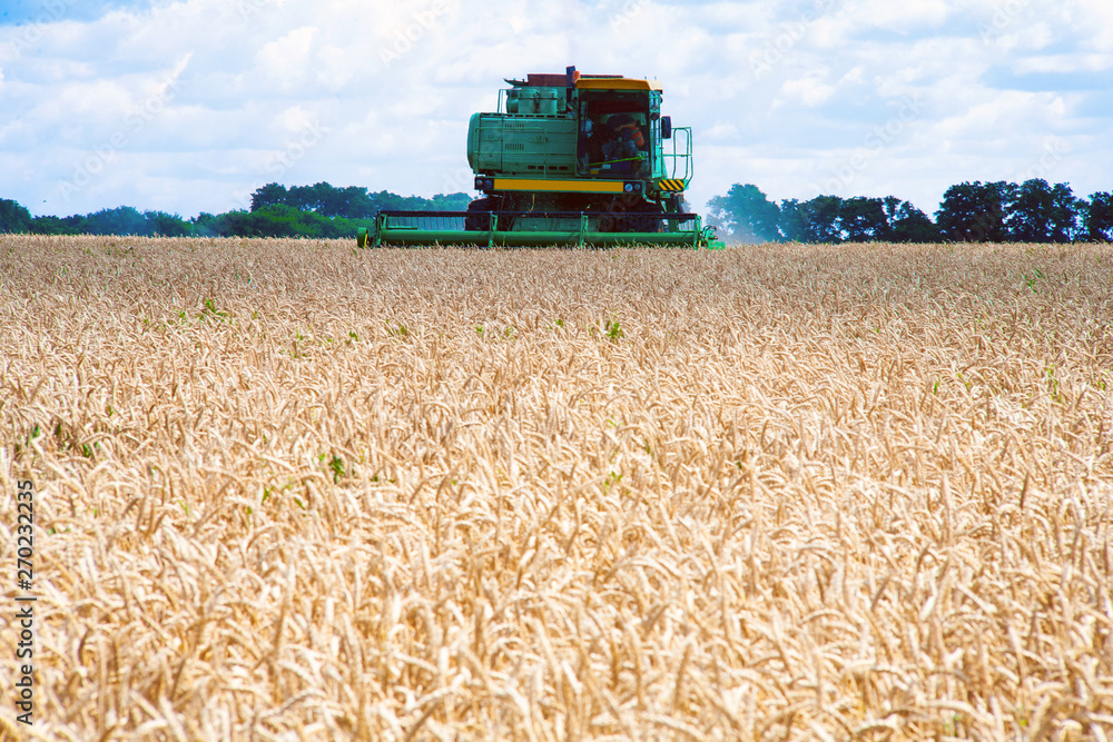 Fototapeta premium combine harvester working on a wheat field.
