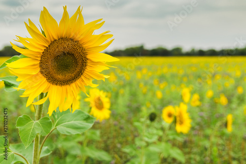 Sunflower field planted to seed for oil production.