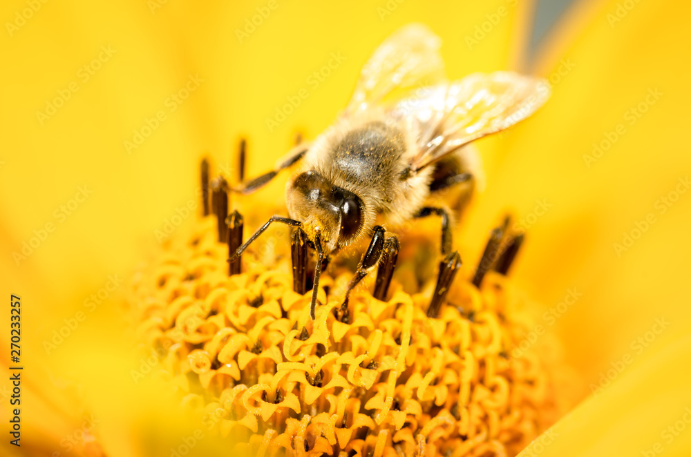Bee. The bee pollinates a yellow flower of Heliopsis. Closeup. Pollinations of concept. Closeup - obrazy, fototapety, plakaty 