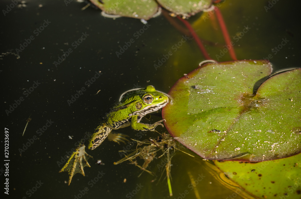 Frog. A frog in water near water lily leaves. Frog in the conditions of the nature Frog. A frog in water near water lily leaves. Frog in the conditions of the nature