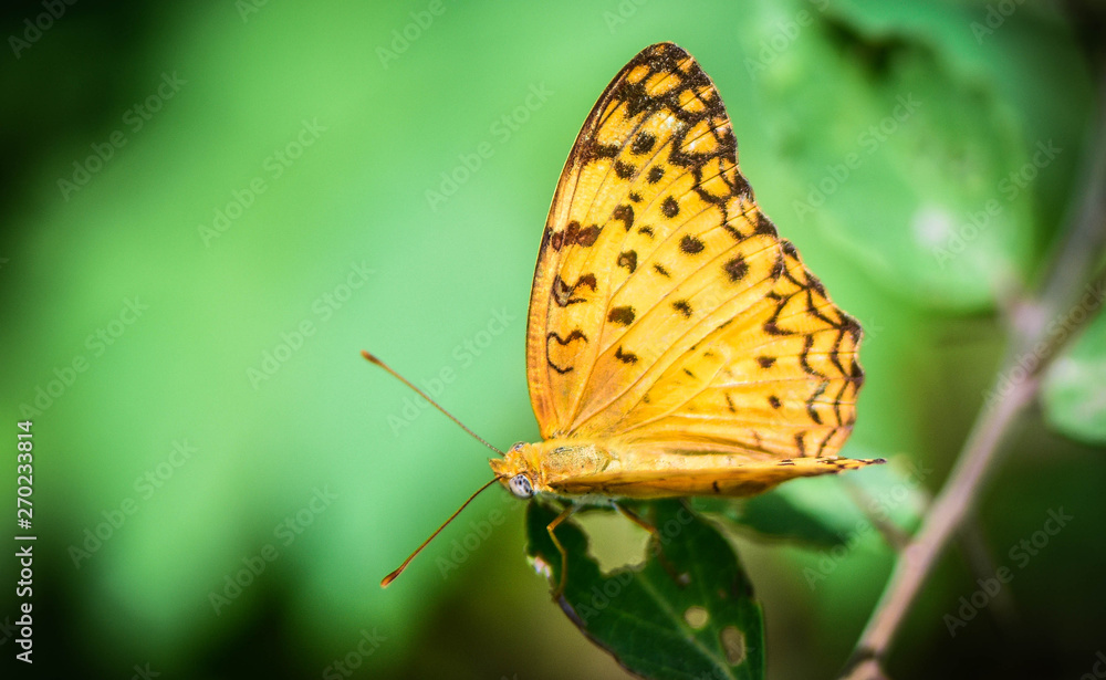 Obraz premium butterfly on leaf