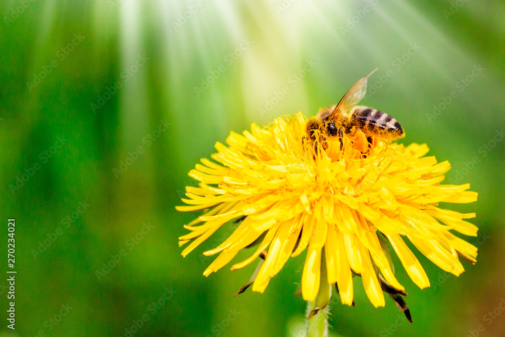 Bee is working on dandelion field at sunny day Bee is working on dandelion field at sunny day