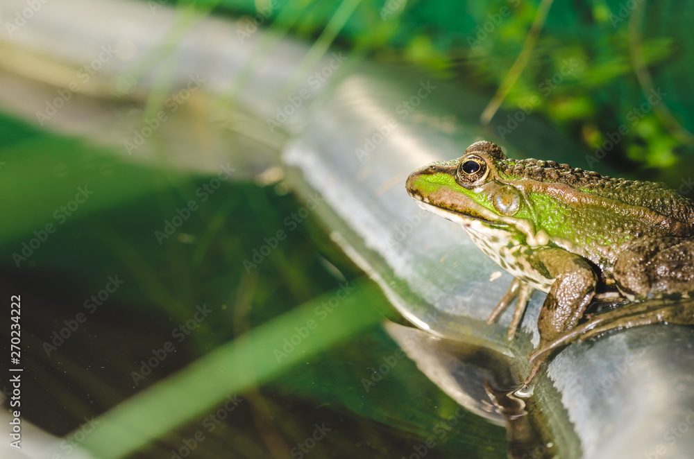 Frog. On the edge of a pond the frog sits. Frog. On the edge of a pond the frog sits.