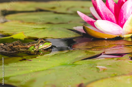 frog on a leaf of a water lily in a pond near a lily flower. Beautiful nature