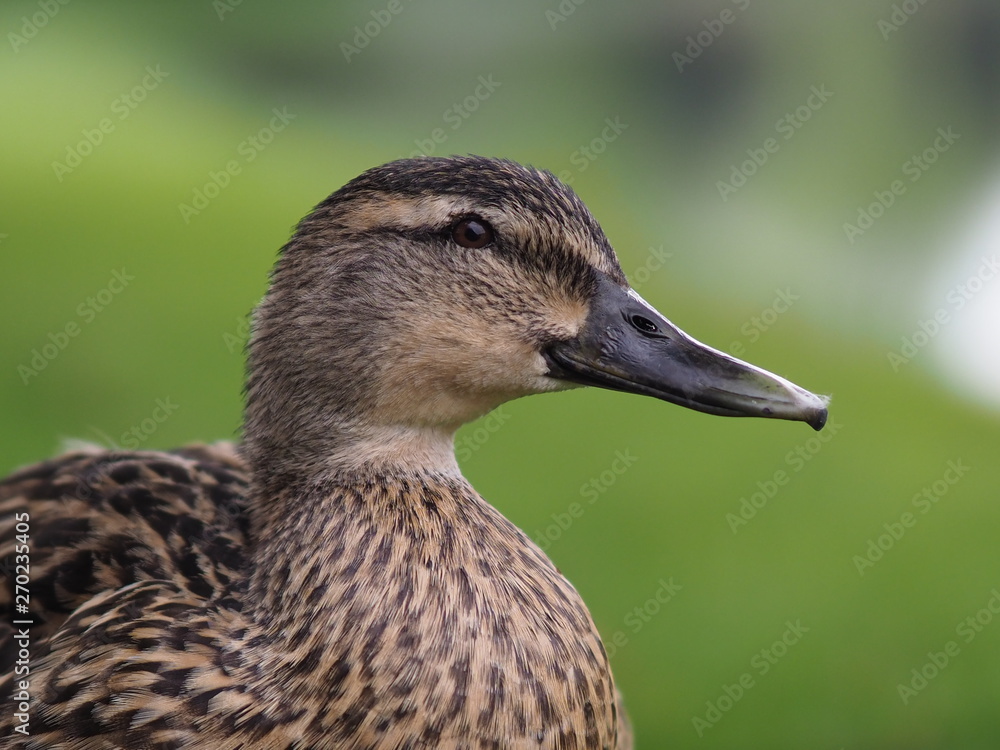 Cobham, UK - April 2019 - Close Up Of A Mallard Duck At Painshill Park, A Landscape Garden In, Surrey, UK Cobham, UK - April 2019 - Close Up Of A Mallard Duck At Painshill Park, A Landscape Garden In, Surrey, UK