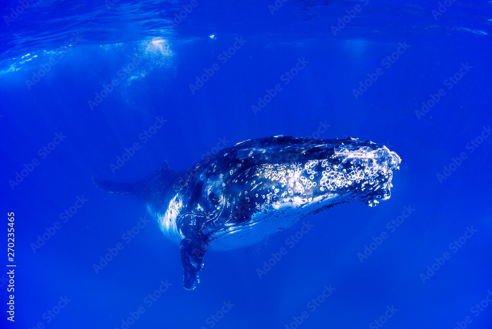 Naklejka premium Beautiful humpback whales migrating in clear water 