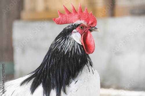 einjähriger Lakenfelder Hahn in schwarz weiß und rot photo