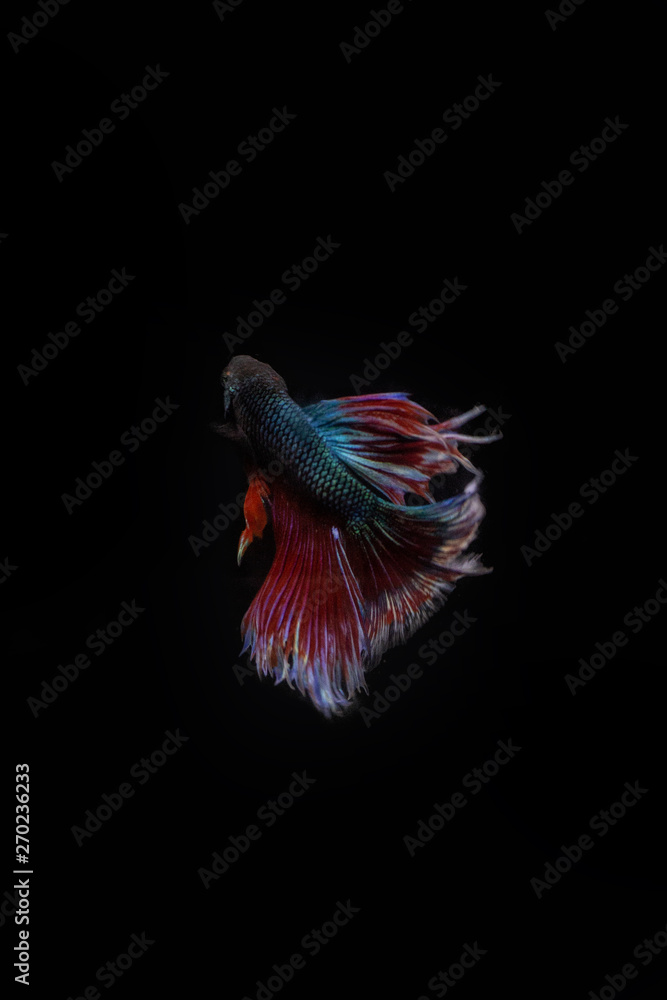 Obraz premium Thai Fighting Betta fish