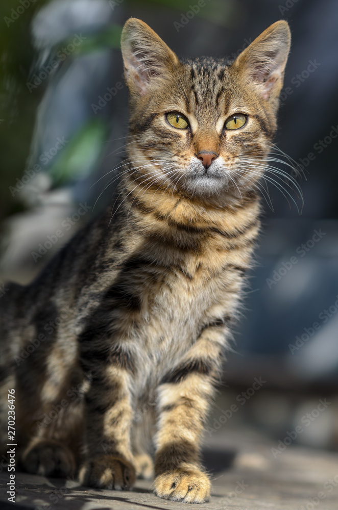 portrait of a cat portrait of a cat