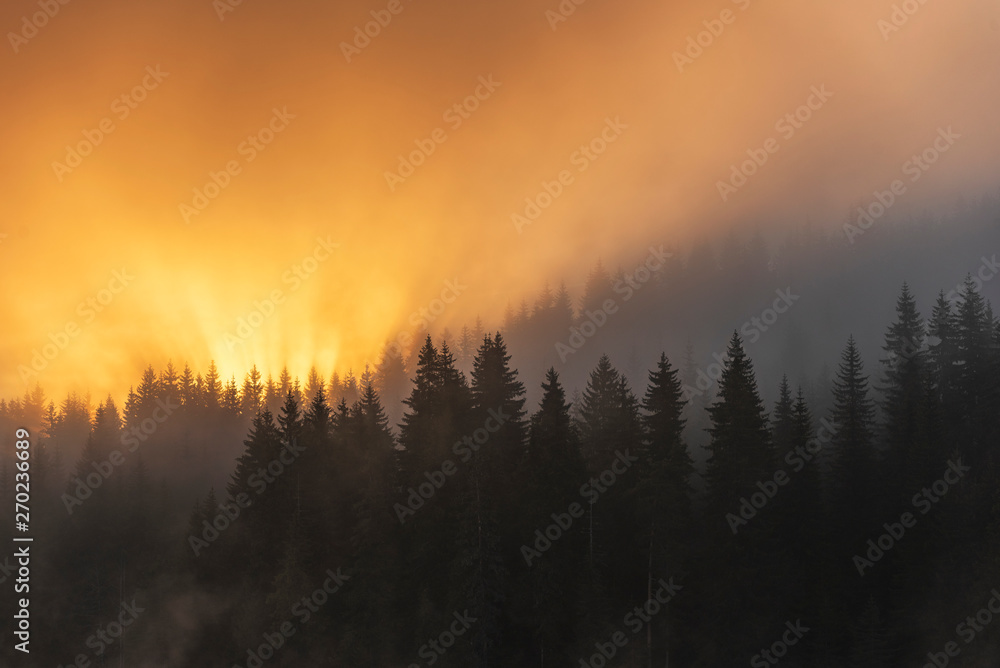 Colored sunrise in forested mountain slope with fog