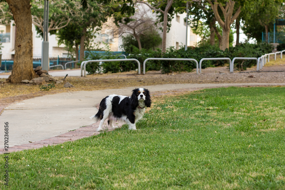 king Charles cavalier adorable domestic dog portrait looking at camera in walking time in park outdoor green grass meadow fresh air environment king Charles cavalier adorable domestic dog portrait looking at camera in walking time in park outdoor green grass meadow fresh air environment