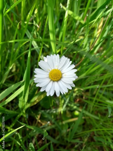 flower daisy in green grass