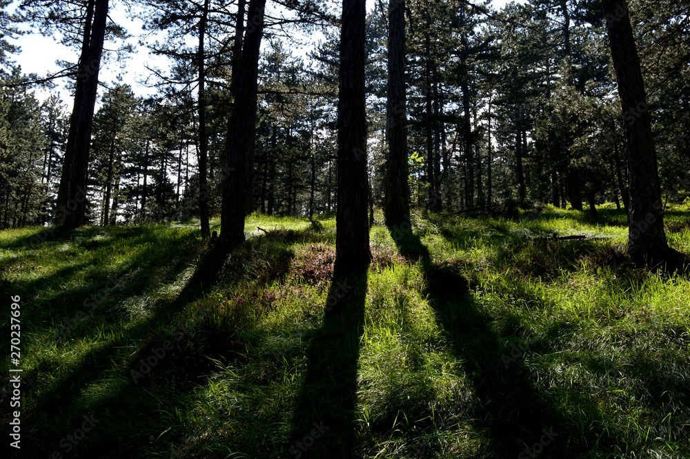 landscape forest full of trees