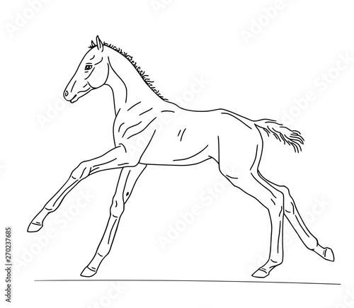 Linear drawing of a warmblood foal