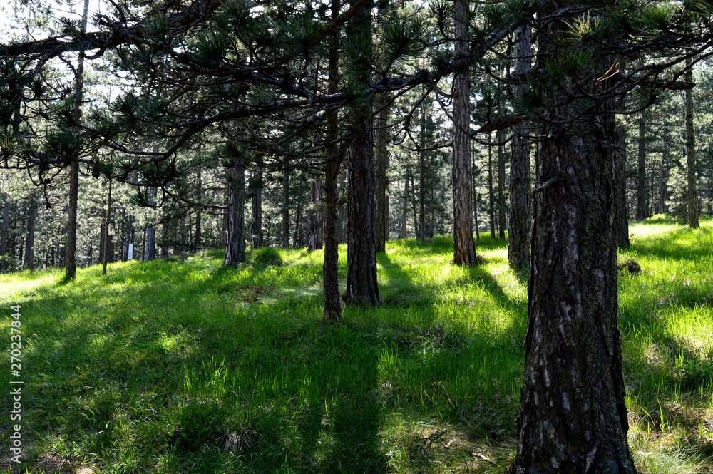 landscape forest full of trees landscape forest full of trees