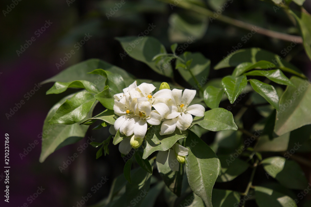 Fototapeta premium Orange Jessamine flowers