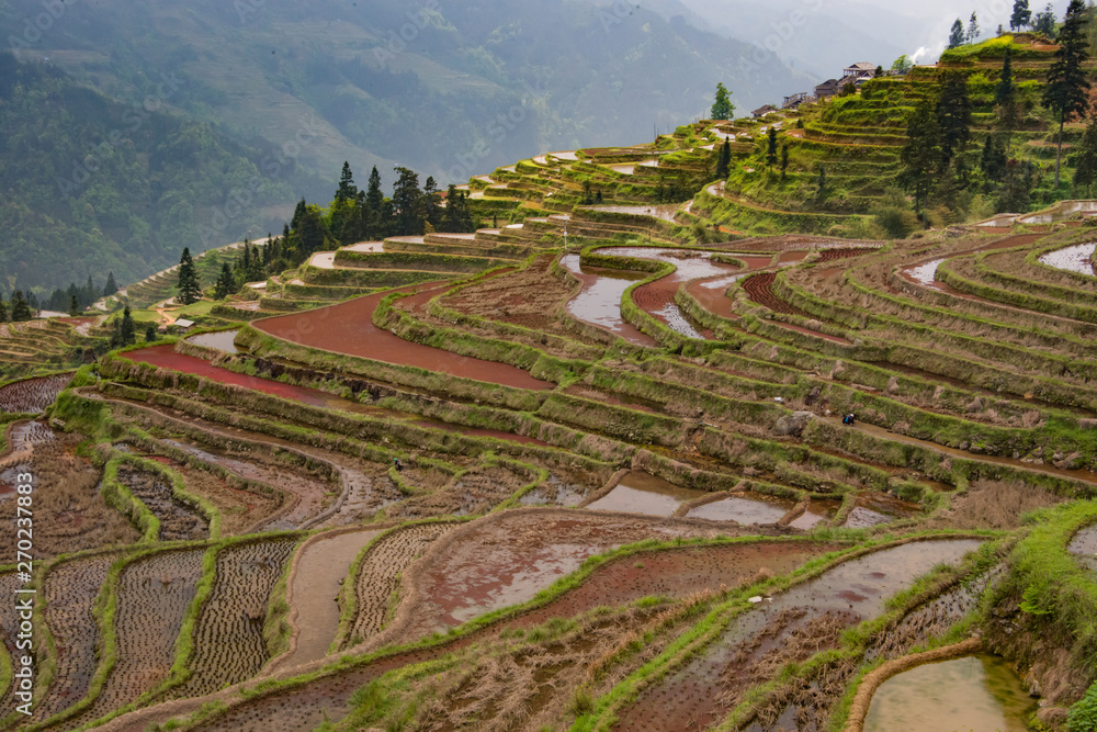 Terraced field, result from people struggle with nature and survived Terraced field, result from people struggle with nature and survived