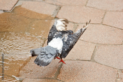 gray dove swimms in a puddle on the street. bird wash themselves on pavement tiles in the rain