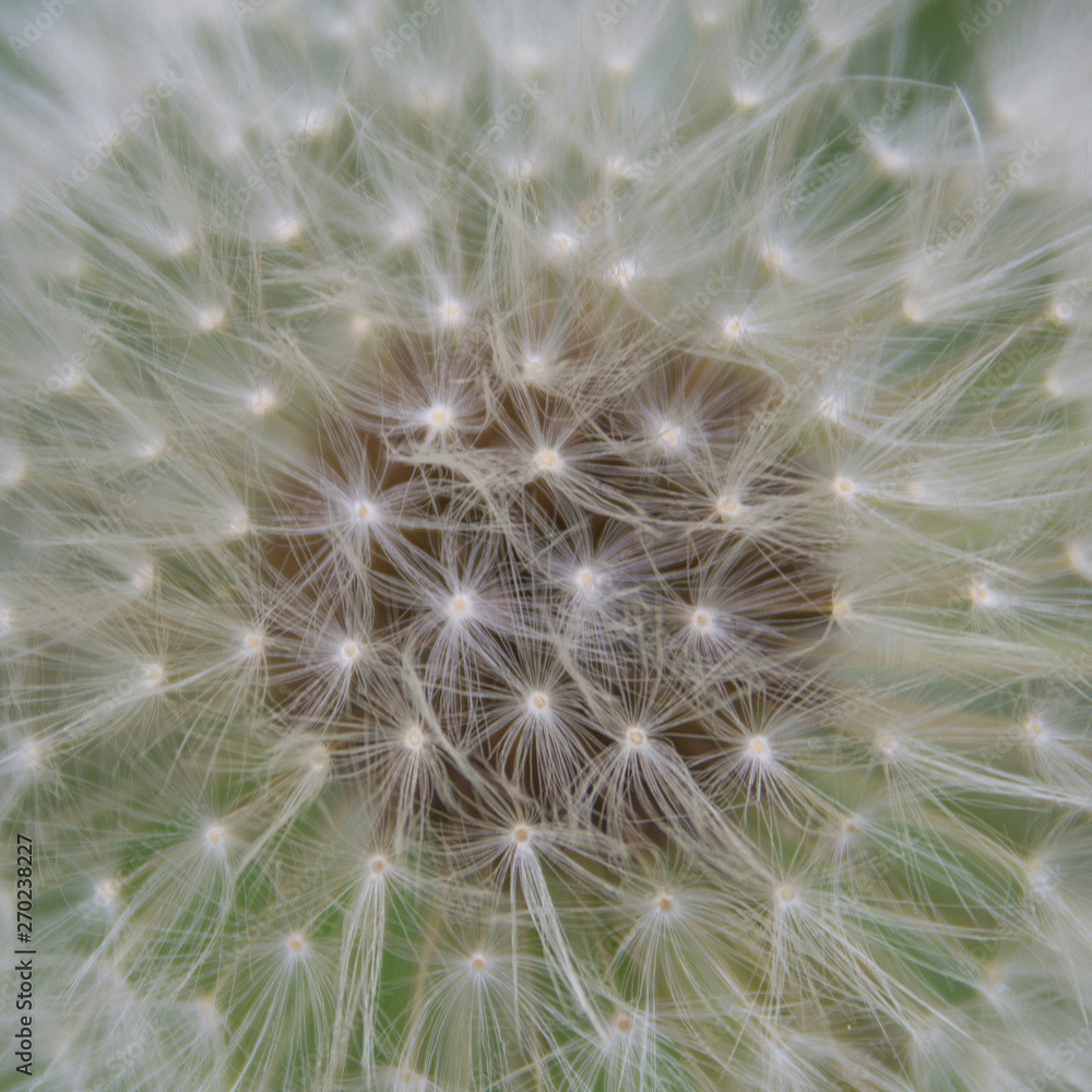 White dandelion, close up. Natural spring background White dandelion, close up. Natural spring background