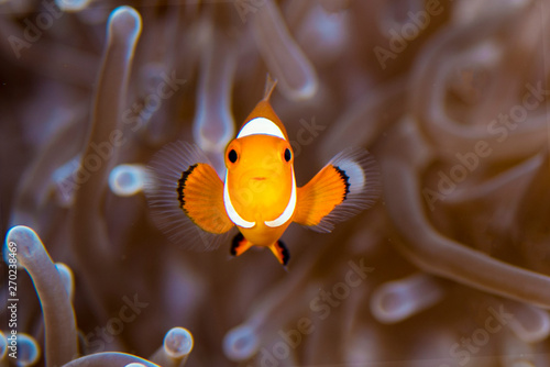A beautiful clown fish on the reef with an anemone 