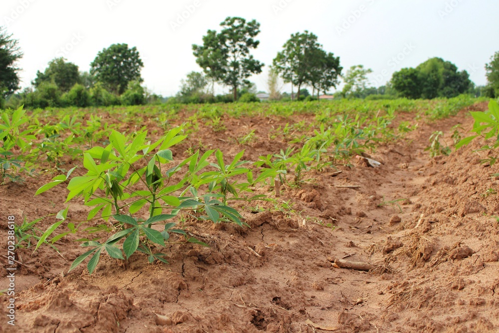 Cassava trees on the farm are growing