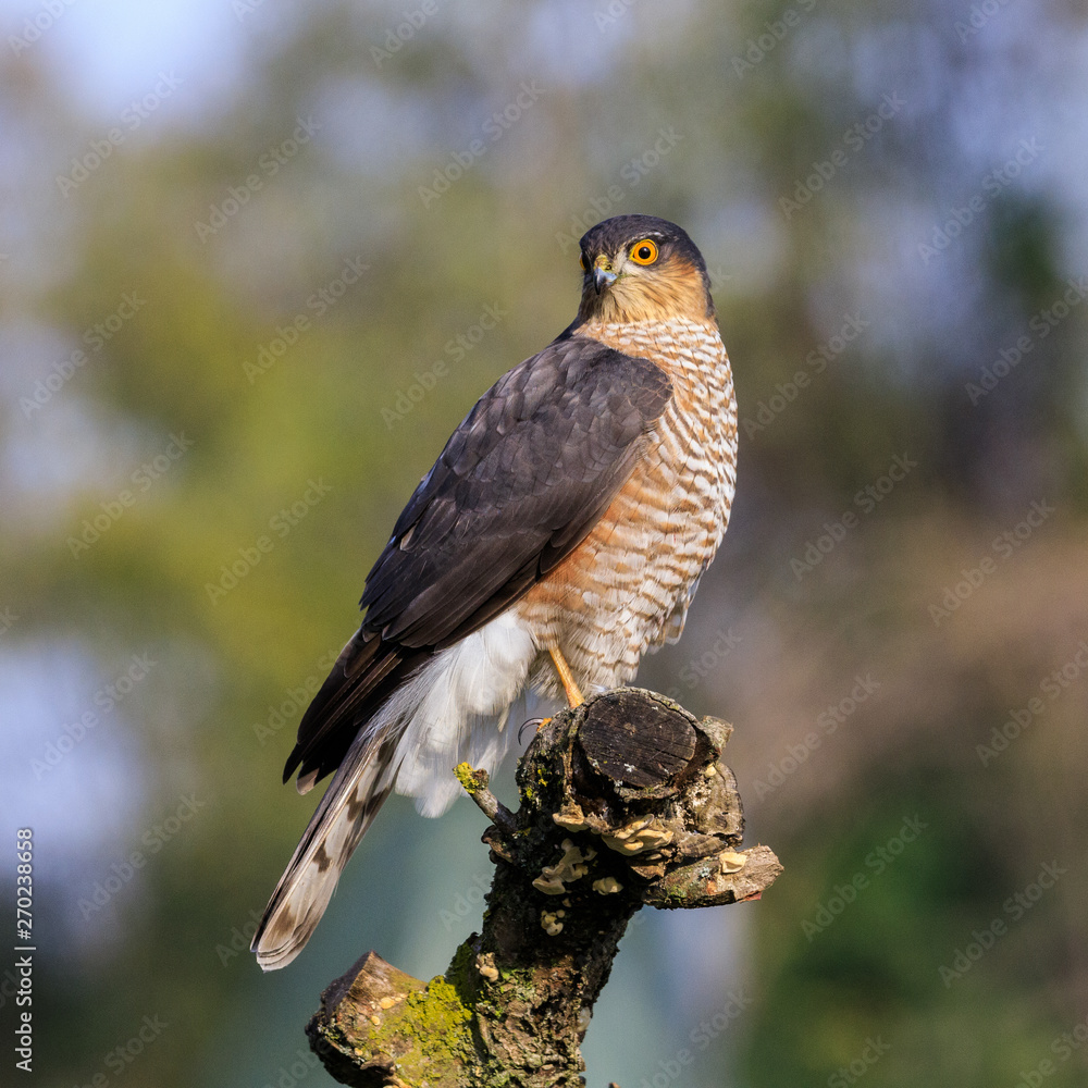 Fototapeta premium Sparviere (Accipiter nisus) posato su un ramo