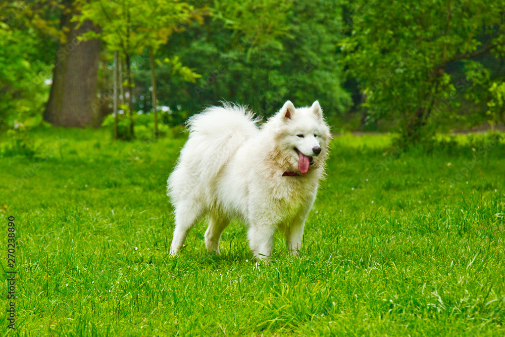A fluffy white dog breed sammy happily plays on a green lawn. pet walking