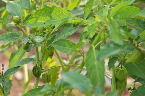 Wallpaper Mural Green fruit is heart shaped, reflecting sunlight in the morning Torontodigital.ca