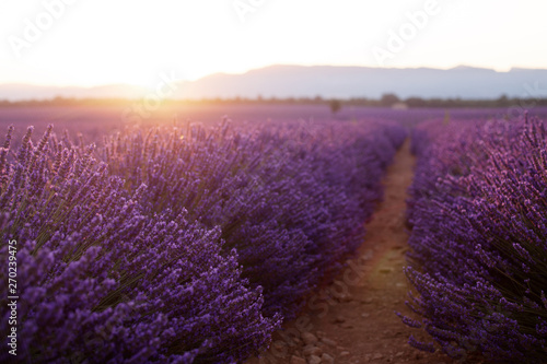 Beautiful frigid fields at sunset. Valensole  Provence  France