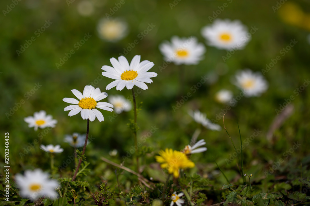 Obraz premium Daisy and Spring Background