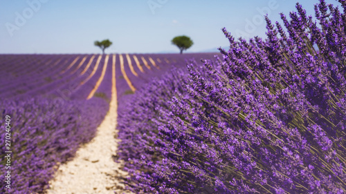 Beautiful fragrant lavender field in bright light Valensole  Provence  France