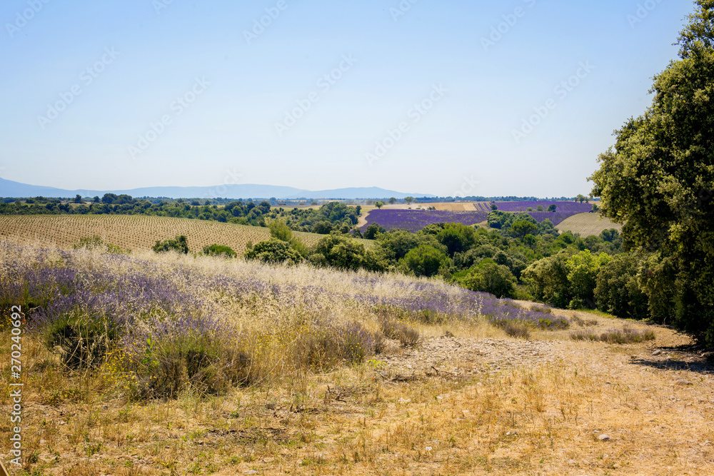 Beautiful view of the fields of lavender Valensole, Provence, France