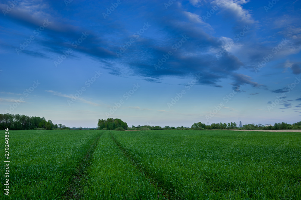 Wheel tracks in a green field, horizon and clouds on a blue sky