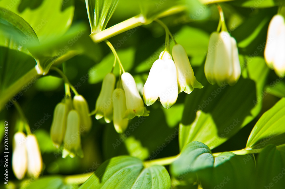 Obraz premium Closeup of green plant of Polygonatum multiflorum