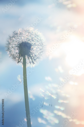 Dandelion with blowing away seeds