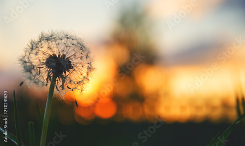 Close up of fluffy dandelion on a background of sunset sky