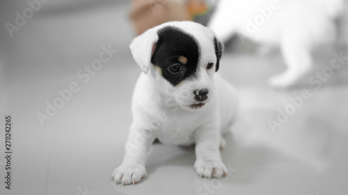 Fototapeta Naklejka Na Ścianę i Meble -  jack russell Terrier Puppy, cute puppy, jack russell cute dog
