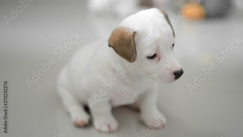 jack russell Terrier Puppy, cute puppy, jack russell cute dog