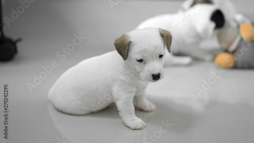 jack russell Terrier Puppy  cute puppy  jack russell cute dog